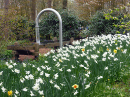Water pipe and yellow flowers near the main entrance of the Keukenhof park