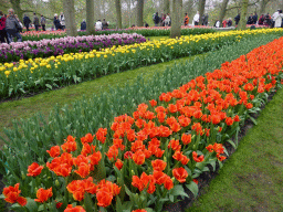 Red, yellow, purple and pink flowers near the central lake of the Keukenhof park