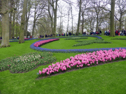 Blue, purple and white flowers in a grassland near the central lake of the Keukenhof park