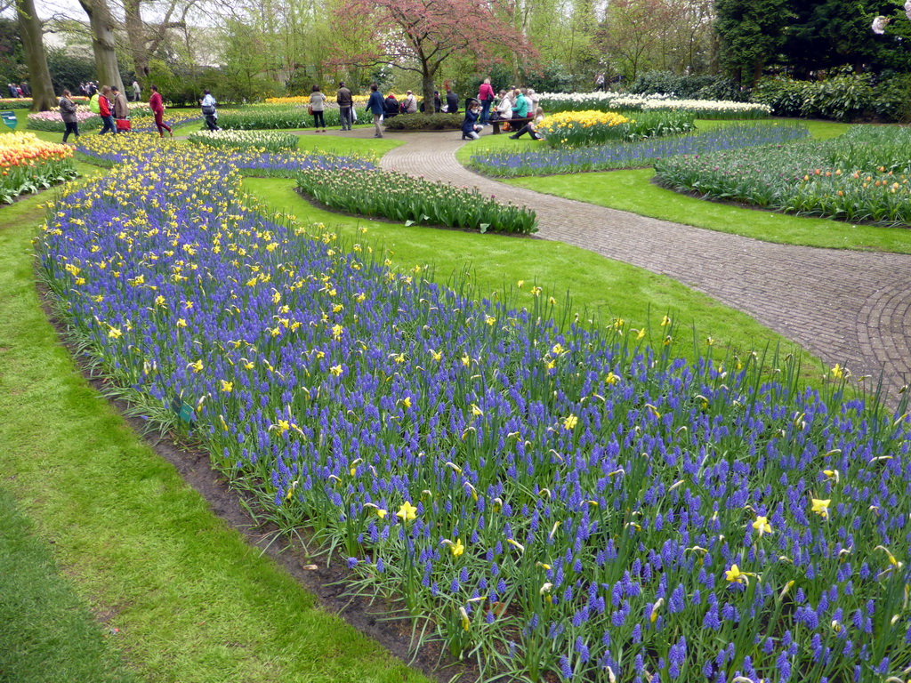Blue, yellow and white flowers near the central lake of the Keukenhof park