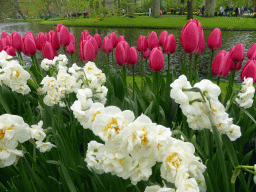 White and purple flowers at the central lake of the Keukenhof park