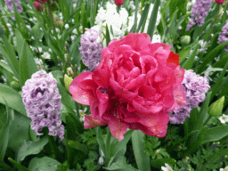 Purple flowers near the Willem-Alexander pavilion at the Keukenhof park