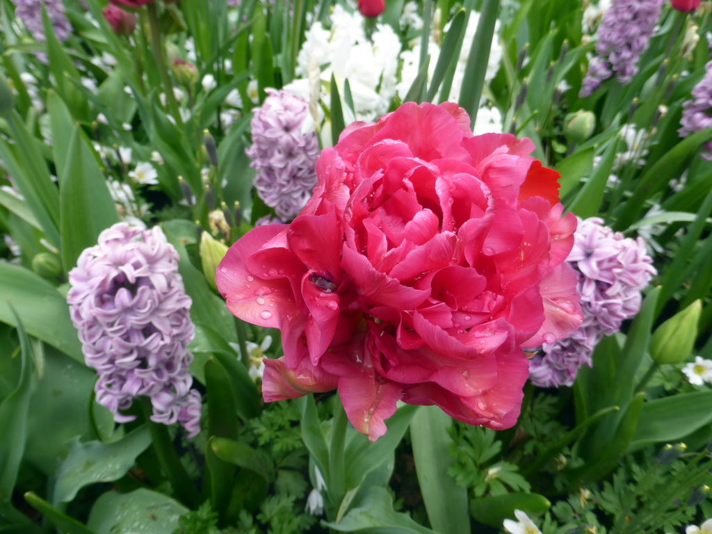 Purple flowers near the Willem-Alexander pavilion at the Keukenhof park