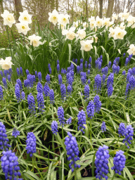 Blue and white flowers near the Willem-Alexander pavilion at the Keukenhof park