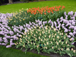 Purple, white, yellow and red flowers near the northwest entrance of the Keukenhof park