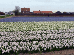 White and blue flowers at flower fields at the north side of the Zilkerbinnenweg street at the village of De Zilk