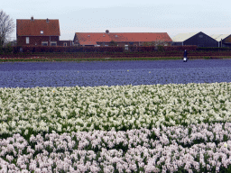 White and blue flowers at flower fields at the north side of the Zilkerbinnenweg street at the village of De Zilk