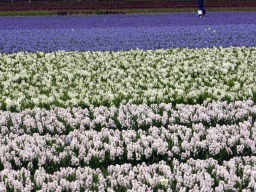 White and blue flowers at flower fields at the north side of the Zilkerbinnenweg street at the village of De Zilk