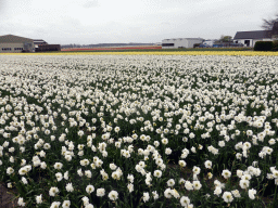 White, yellow and red flowers at flower fields at the south side of the Zilkerbinnenweg street at the village of De Zilk