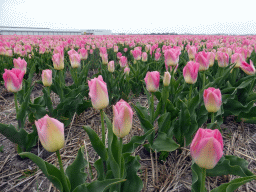 Pink flowers at flower fields at the south side of the Zilkerbinnenweg street at the village of De Zilk