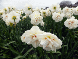 White flowers at flower fields at the south side of the Zilkerbinnenweg street at the village of De Zilk