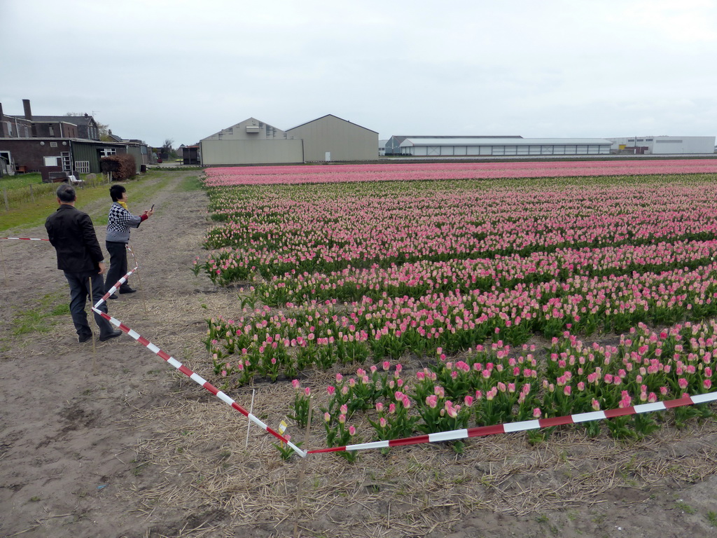 Miaomiao`s parents with pink flowers at flower fields at the south side of the Zilkerbinnenweg street at the village of De Zilk