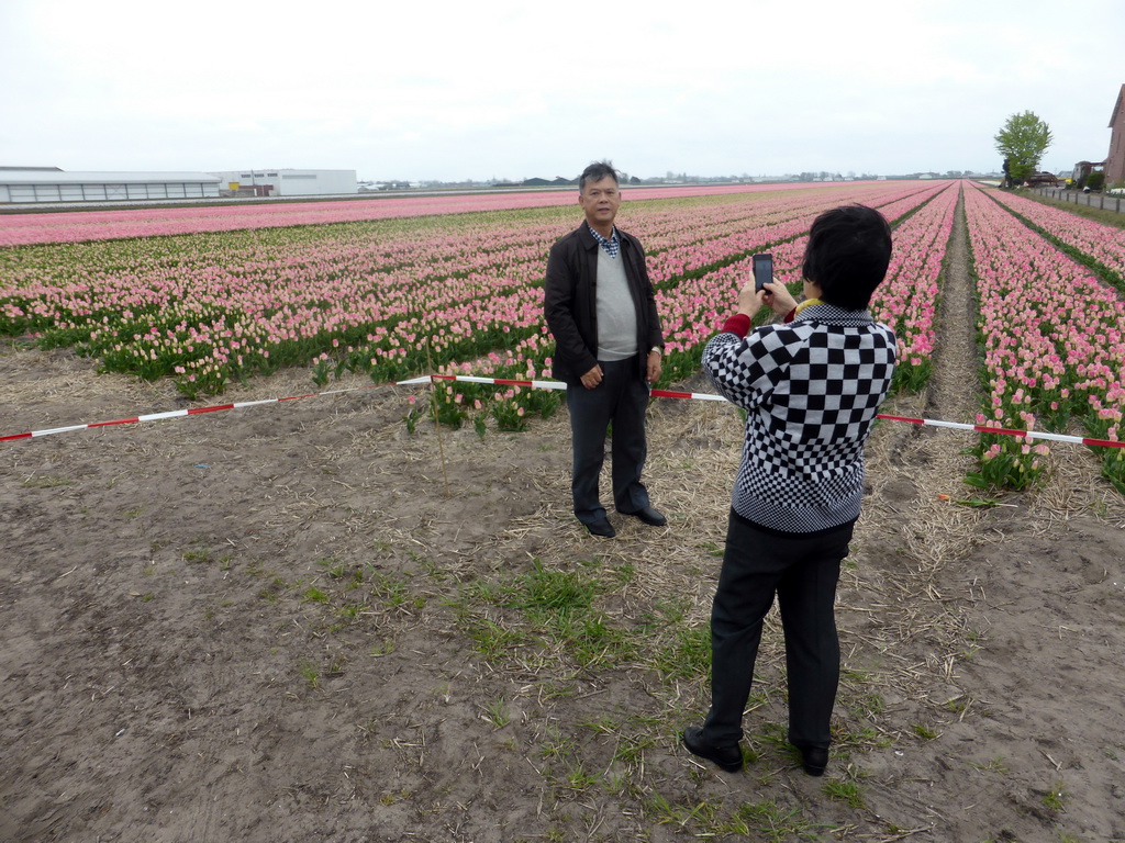 Miaomiao`s parents with pink flowers at flower fields at the south side of the Zilkerbinnenweg street at the village of De Zilk