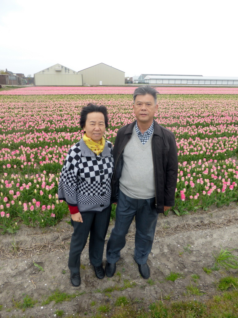 Miaomiao`s parents with pink flowers at flower fields at the south side of the Zilkerbinnenweg street at the village of De Zilk