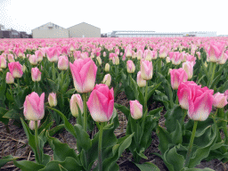 Pink flowers at flower fields at the south side of the Zilkerbinnenweg street at the village of De Zilk