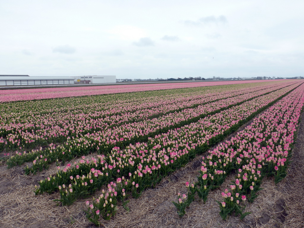 Pink flowers at flower fields at the south side of the Zilkerbinnenweg street at the village of De Zilk