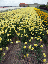 Yellow, white and pink flowers at flower fields at the south side of the Zilkerbinnenweg street at the village of De Zilk