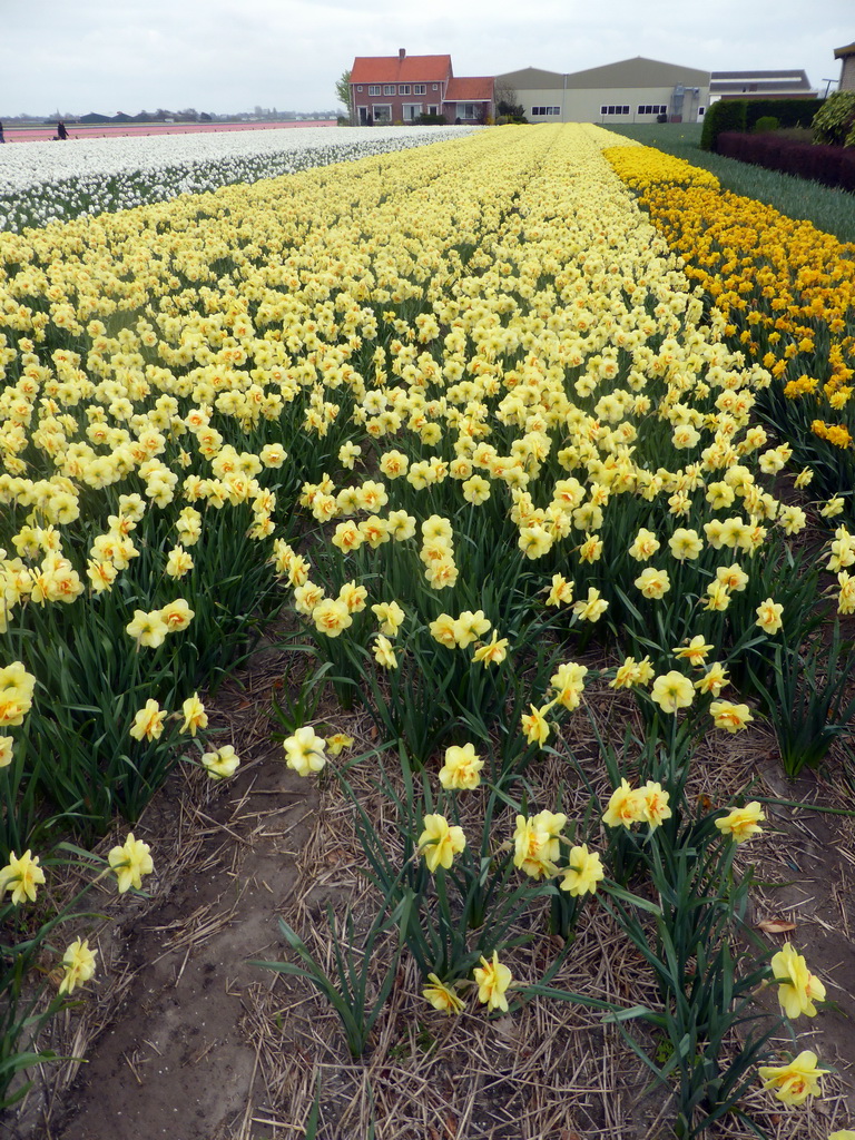 Yellow, white and pink flowers at flower fields at the south side of the Zilkerbinnenweg street at the village of De Zilk