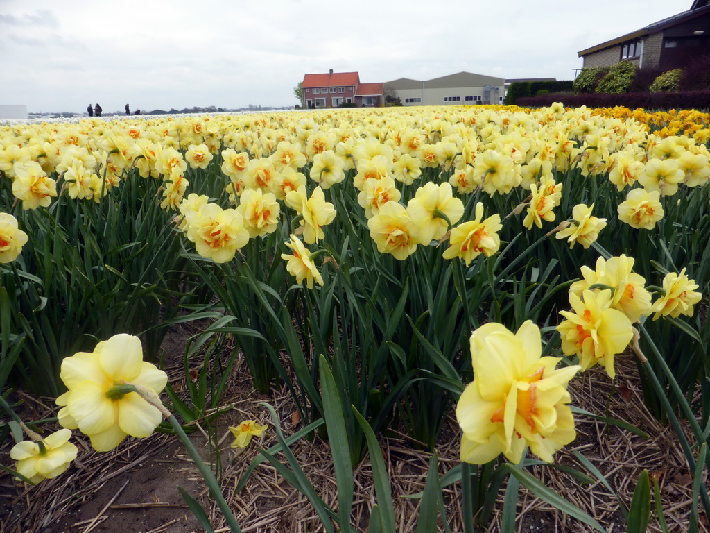 Yellow flowers at flower fields at the south side of the Zilkerbinnenweg street at the village of De Zilk