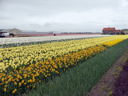 Yellow, white and pink flowers at flower fields at the south side of the Zilkerbinnenweg street at the village of De Zilk