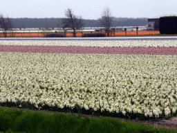 White, purple, blue, orange and yellow flowers at flower fields at the south side of the Zilkerbinnenweg street at the village of De Zilk