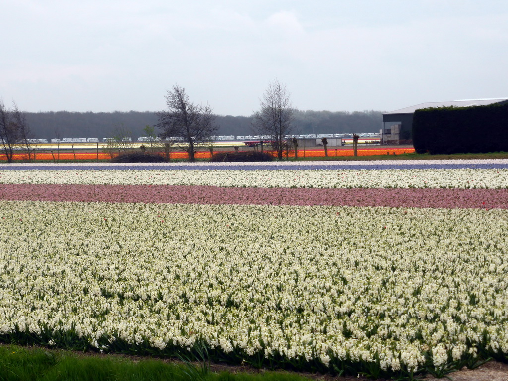 White, purple, blue, orange and yellow flowers at flower fields at the south side of the Zilkerbinnenweg street at the village of De Zilk