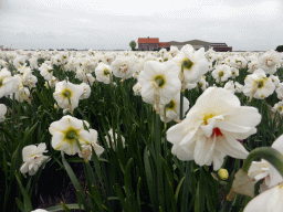 White flowers at flower fields at the south side of the Zilkerbinnenweg street at the village of De Zilk