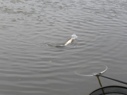 Fish being caught by a fisherman at the Molenkade Nederwaard street