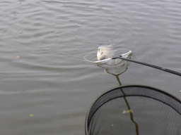 Fish being caught by a fisherman at the Molenkade Nederwaard street