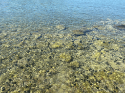 Sea urchins at the beach along the Donje Celo street