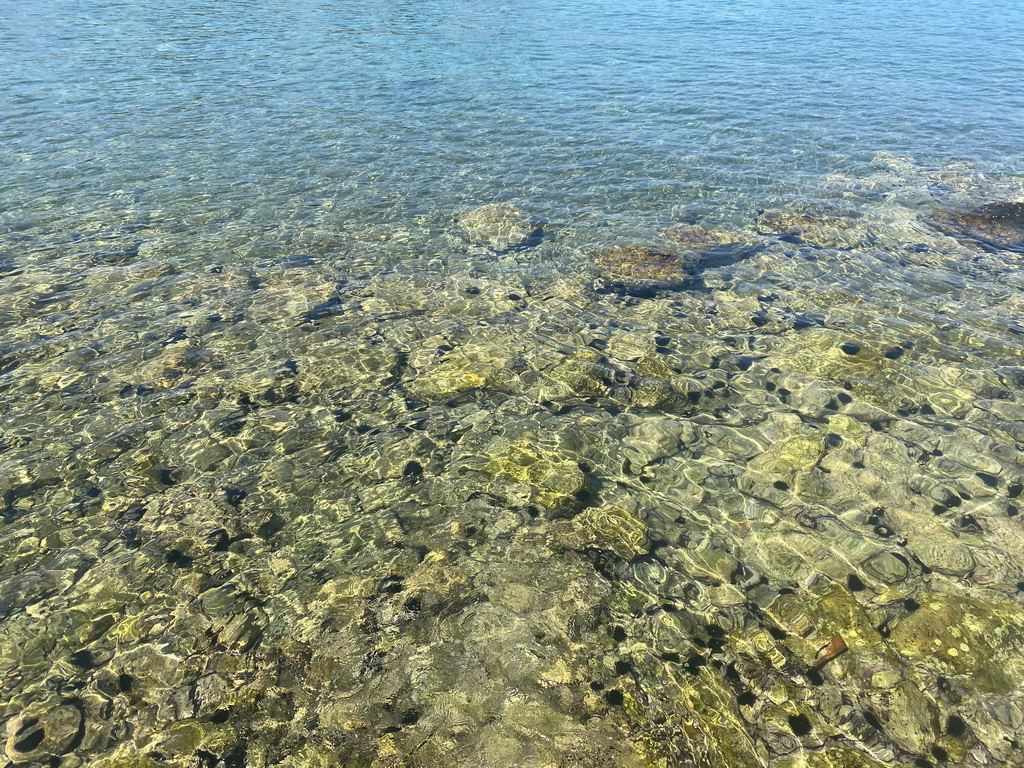 Sea urchins at the beach along the Donje Celo street