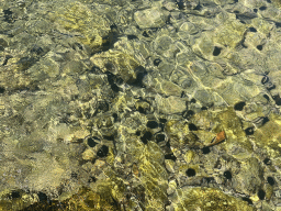 Sea urchins at the beach along the Donje Celo street