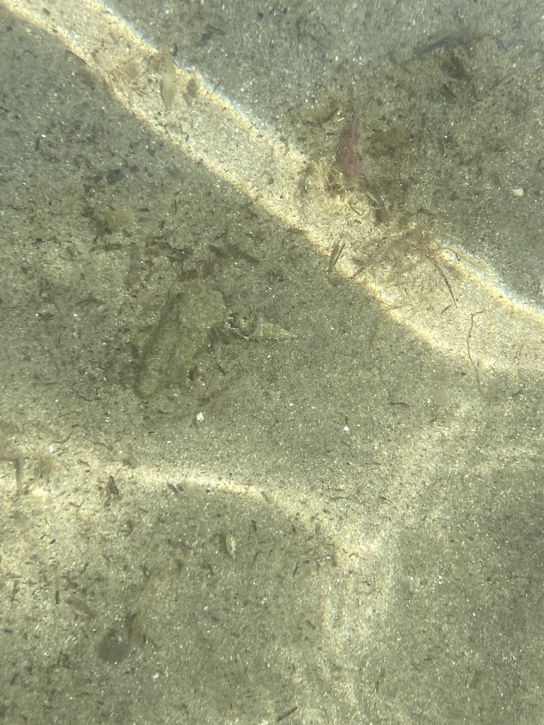 Shellfish at the Donje Celo Beach