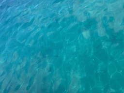 Fishes at the Kolocep Harbour