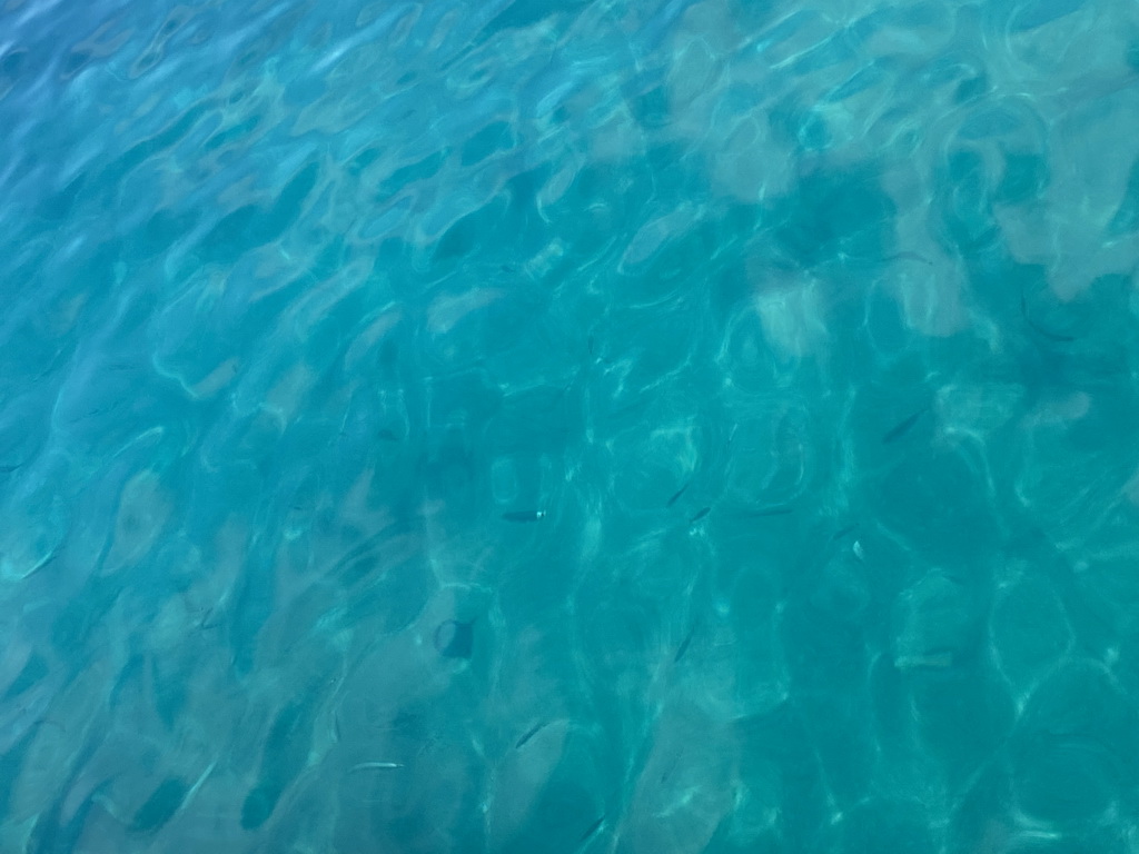 Fishes at the Kolocep Harbour