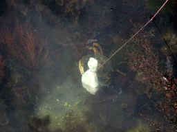 Crab eating chicken in the water at Camping and Villa Park De Paardekreek