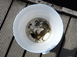 Bucket with crabs on a pier at Camping and Villa Park De Paardekreek