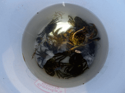 Bucket with crabs on a pier at Camping and Villa Park De Paardekreek