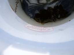 Shrimp in a bucket with crabs on a pier at Camping and Villa Park De Paardekreek