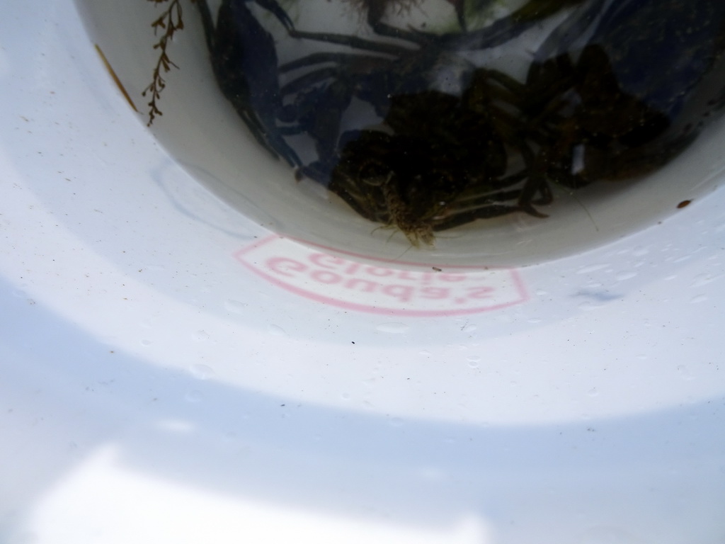 Shrimp in a bucket with crabs on a pier at Camping and Villa Park De Paardekreek