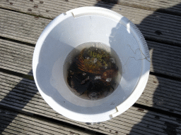 Bucket with crabs on a pier at Camping and Villa Park De Paardekreek