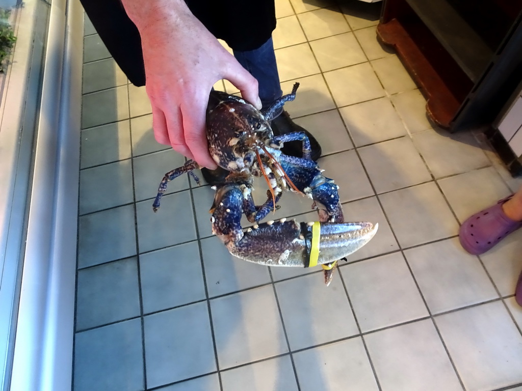 Lobster in the John`s Zeevishandel store at the Visserijweg street at Colijnsplaat