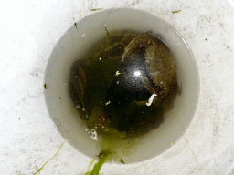 Bucket with crabs at Camping and Villa Park De Paardekreek