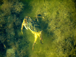 Crab in the water at Camping and Villa Park De Paardekreek