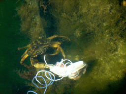 Crab eating chicken meat in the water at Camping and Villa Park De Paardekreek