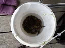 Bucket with crabs at Camping and Villa Park De Paardekreek