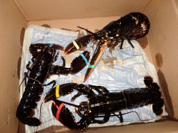kortgene_2_083 - 346 kb - 1024x768 - Lobsters in a box at Camping and Villa Park De Paardekreek Lobsters in a box at Camping and Villa Park De Paardekreek