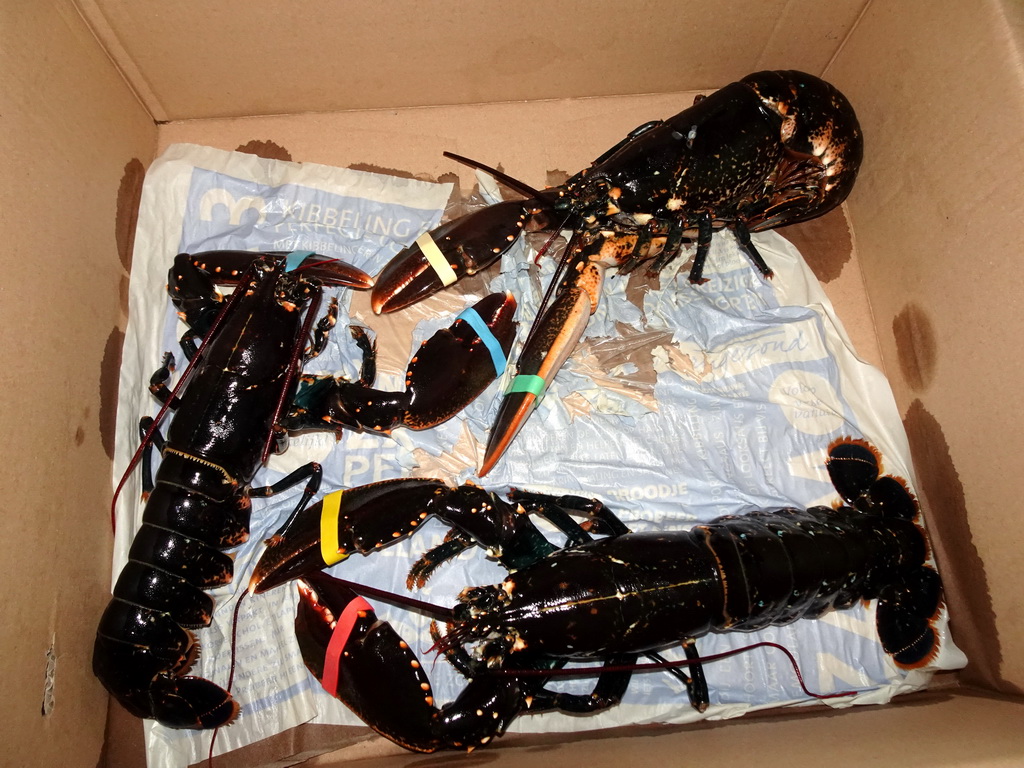 Lobsters in a box at Camping and Villa Park De Paardekreek