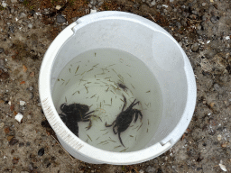 Bucket with crabs at Camping and Villa Park De Paardekreek