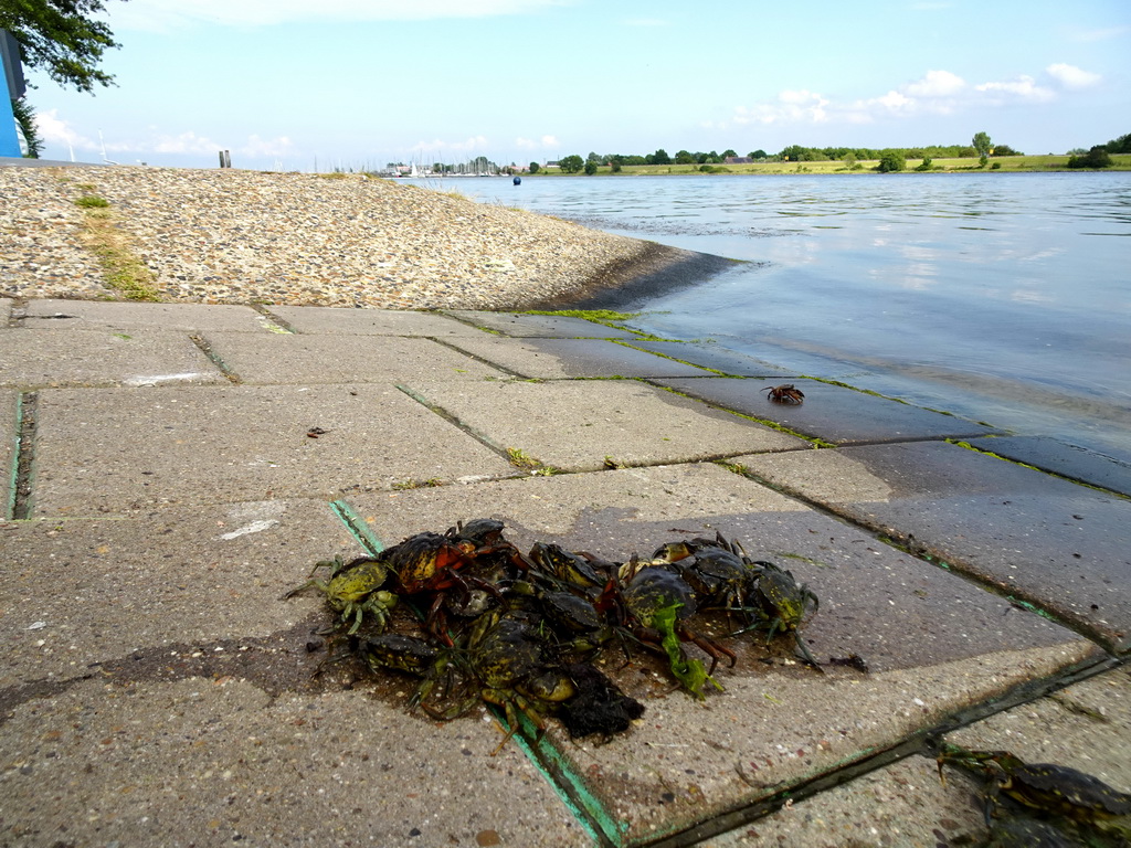 Crabs at Camping and Villa Park De Paardekreek